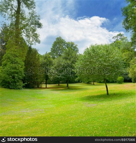 Beautiful meadow covered with grass in the park and a beautiful sky with white clouds.