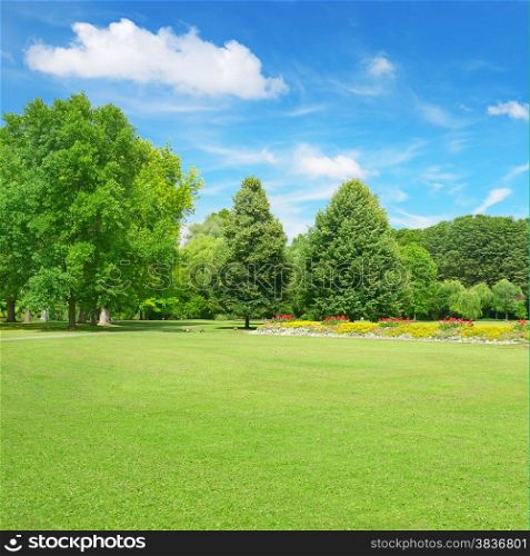 Beautiful meadow in the park