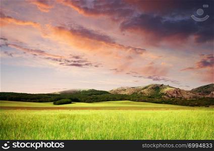 Beautiful meadow landscape. Composition of nature.