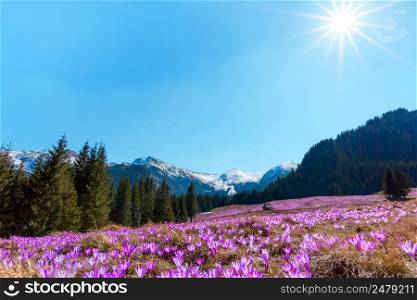 Beautiful meadow of wild spring crocuses at a sunny day in the middle of mountain forest with snowy peaks on horizon