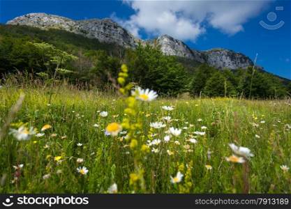 Beautiful meadow with daisys at the foor of high mountain