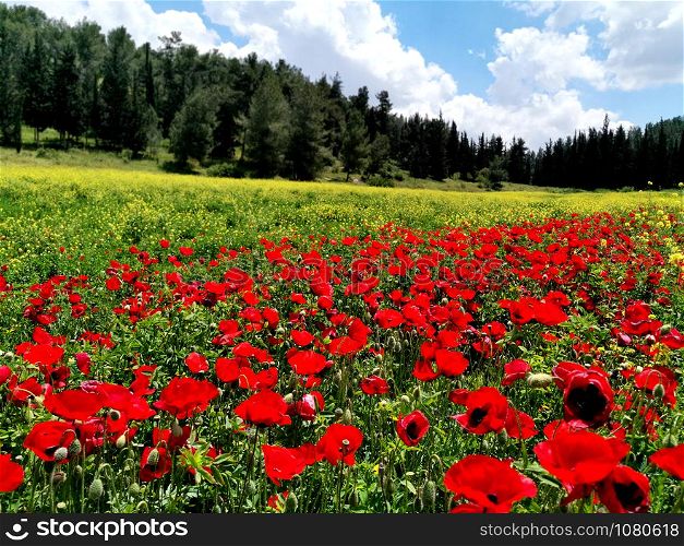 Beautiful Meadow with Poppies. National park Adulam in Israel.