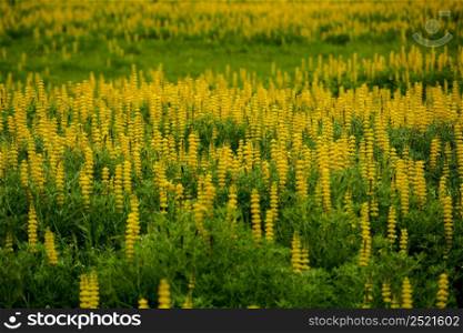 Beautiful meadow with yellow flowers