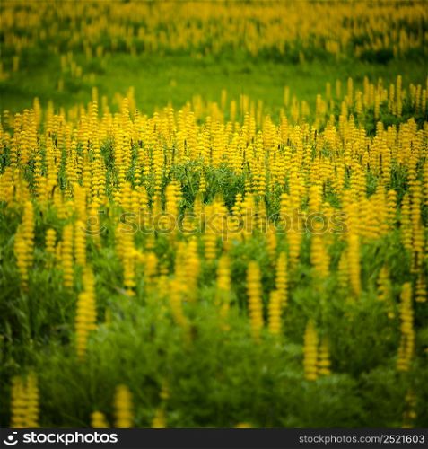 Beautiful meadow with yellow flowers