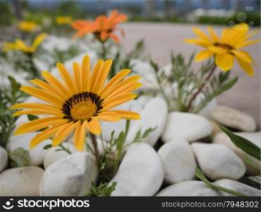 Beautiful mediteranean daisy flowers