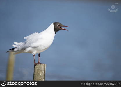 Beautiful Mediterranean Gull Icthyaetus Melanocephalus