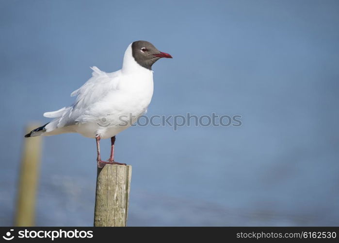 Beautiful Mediterranean Gull Icthyaetus Melanocephalus