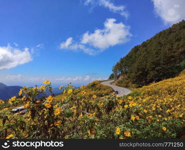 Beautiful mexican sunflower on the mountains in Thailand