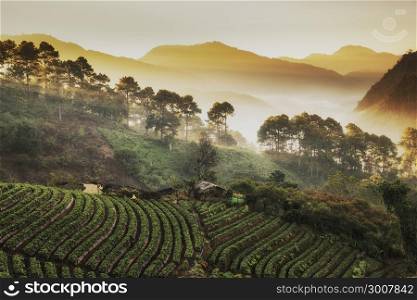 Beautiful misty morning sunrise in strawberry garden and strawberry farm at Doi Ang Khang , Chiang Mai, Thailand