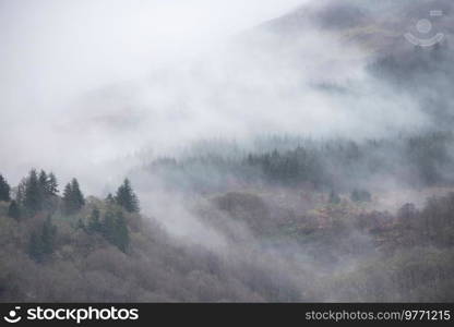 Beautiful misty Winter landscape drifting through trees on slopes of Ben Lomond in Scotland