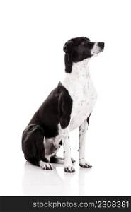 Beautiful mixed breed dog sitting and isolated on white background