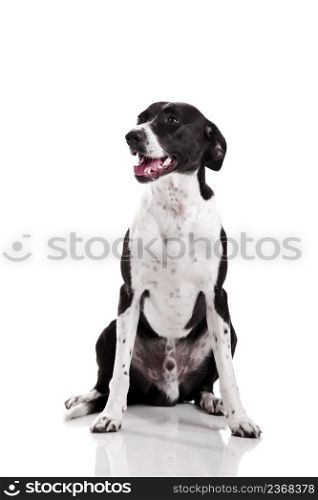 Beautiful mixed breed dog sitting over white background
