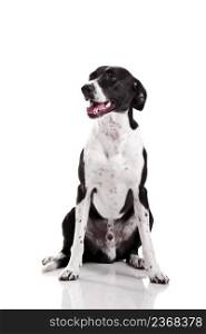 Beautiful mixed breed dog sitting over white background