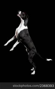 Beautiful mixed breed dog, standing over black background