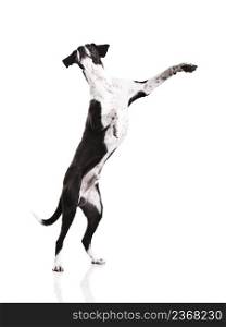Beautiful mixed breed dog, standing over white background
