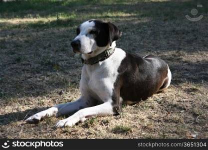 Beautiful mongrel dog posing in dog park