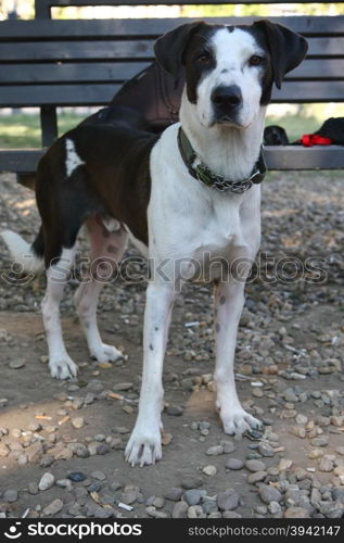 Beautiful mongrel dog posing in dog park