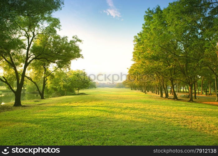 beautiful morning light in public park with green grass field and green fresh tree plant perspective to copy space for multipurpose