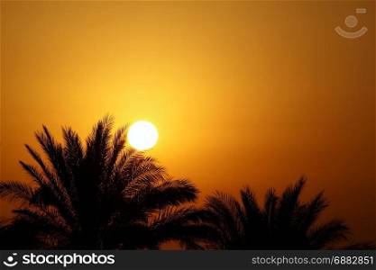 Beautiful morning sun and palm trees, Egypt