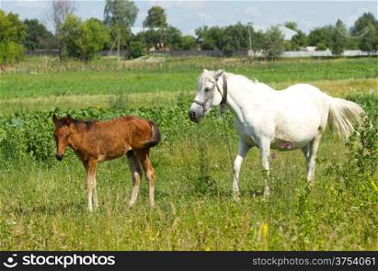Beautiful mother and foal on the green grass
