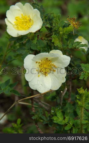 Beautiful mountain flowers. Flora of mountain ranges. Beautiful mountain flowers. Flora of mountain ranges.