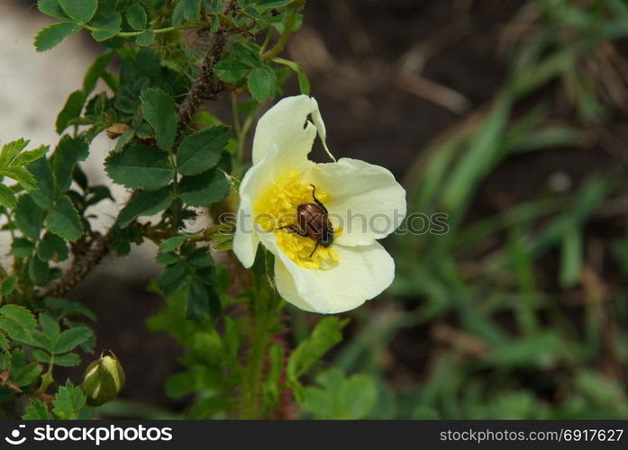 Beautiful mountain flowers. Flora of mountain ranges. Beautiful mountain flowers. Flora of mountain ranges.