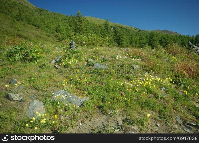Beautiful mountain flowers. Flora of mountain ranges. Beautiful mountain flowers. Flora of mountain ranges.