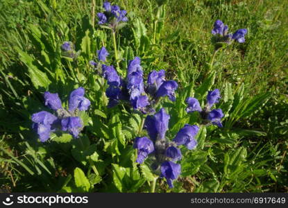 Beautiful mountain flowers. Flora of mountain ranges. Beautiful mountain flowers. Flora of mountain ranges.