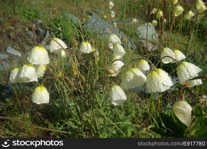 Beautiful mountain flowers. Flora of mountain ranges. Beautiful mountain flowers. Flora of mountain ranges.