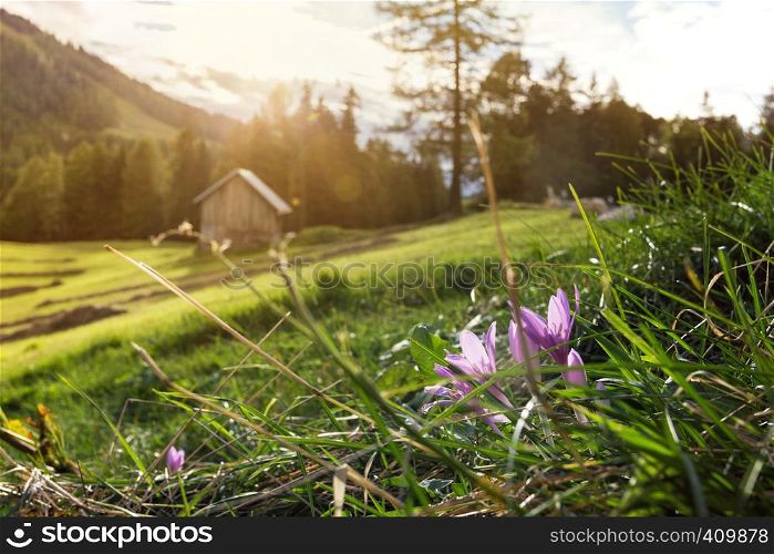 beautiful mountain landscape at sunset. Field crocus at the mountains Dolomites, Italy