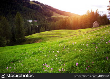 beautiful mountain landscape at sunset. Field crocus at the mountains Dolomites, Italy