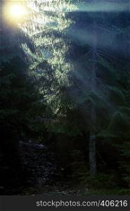 beautiful mountain landscape. At the pine forests. rays of the sun through the branches of a coniferous tree