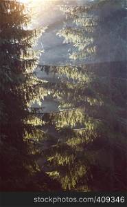 beautiful mountain landscape. At the pine forests. rays of the sun through the branches of a coniferous tree