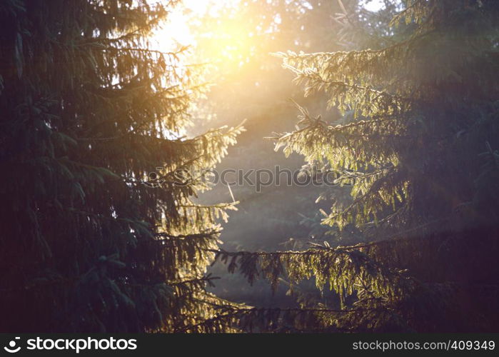 beautiful mountain landscape. At the pine forests. rays of the sun through the branches of a coniferous tree