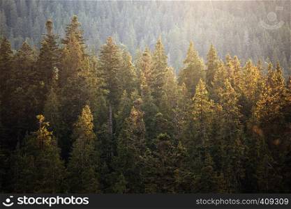 beautiful mountain landscape. background of pine forests in morning fog
