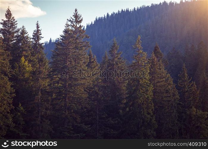 beautiful mountain landscape. background of pine forests in morning fog