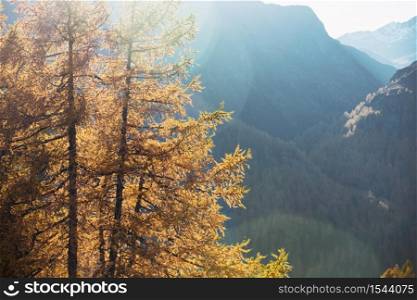 beautiful mountain landscape in the autumn alps. yellow larches on the slopes and sunset