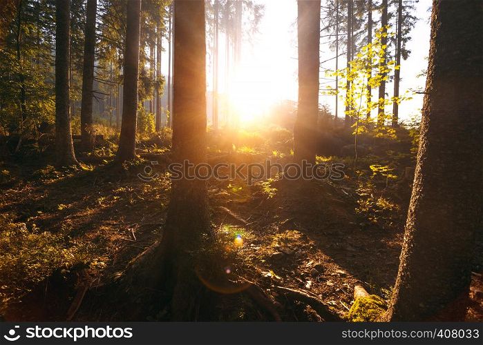 beautiful mountain landscape. magical forest at dawn