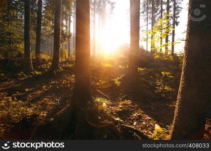 beautiful mountain landscape. magical forest at dawn