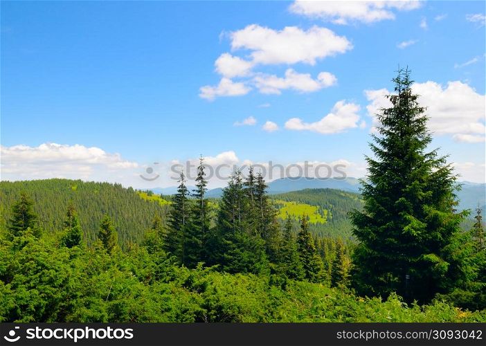 Beautiful mountain landscape. The mountain slopes of the Carpathians are covered with coniferous forests and vast meadows.