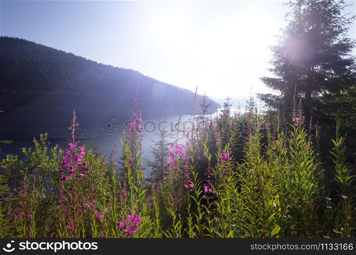 beautiful mountain landscape with pink Chamaenerion in the background, Lacul Vidra, Romania