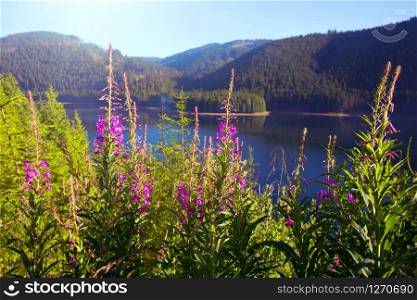 beautiful mountain landscape with pink Chamaenerion in the background, Lacul Vidra, Romania