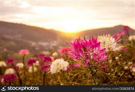 Beautiful mountain landscape with sunrise and blossoming purple and white flowers on spring field.