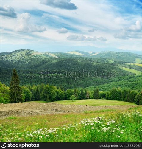 Beautiful mountains covered trees