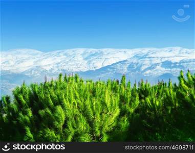 Beautiful mountains landscape with green pine trees forest