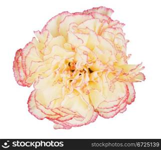 Beautiful multicolored carnation isolated on white background