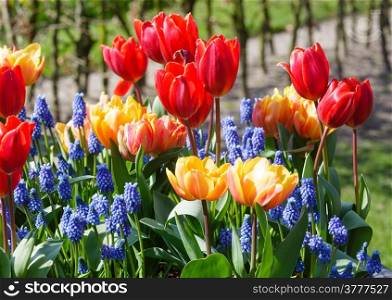Beautiful multicolored tulips and blue flowers on spring flowerbed.