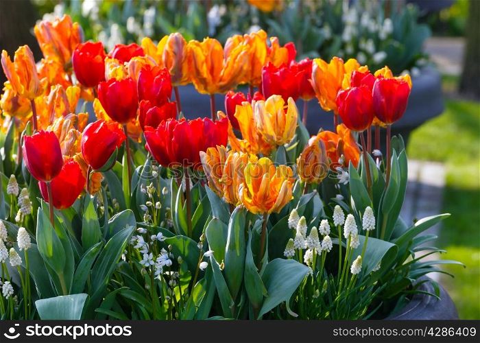 Beautiful multicolored tulips and white flowers on spring flowerbed.