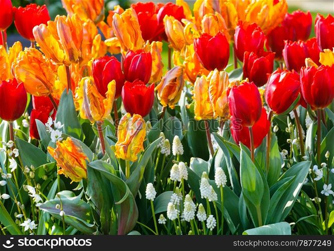 Beautiful multicolored tulips and white flowers on spring flowerbed.