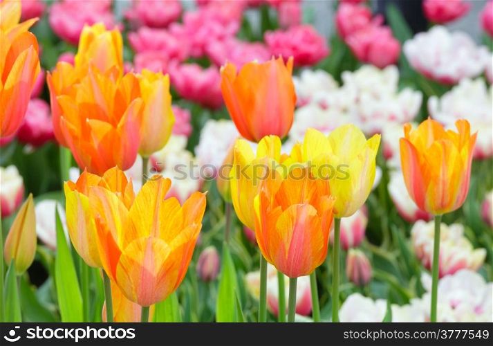 Beautiful multicolored tulips on spring flowerbed. Nature background.